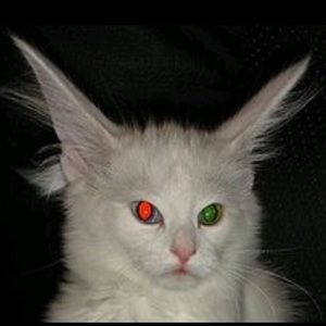 Meet your Posher, Joy